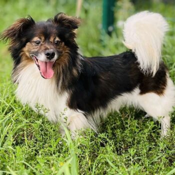 Kaktusas: Rüde • geb.ca. 2019-2021 • 35cm