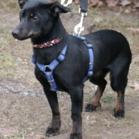 Lilo 30 cm geb. 06/2024 wartet in 29690 Schwarmstedt bei Hannover auf ein liebevolles Zuhause