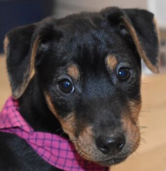 Hardy geb. ca. 11/2025 (noch in Ungarn)