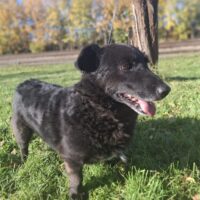 Mortas: Rüde • geb.ca. 2015-2017 • 41cm • 15.4kg