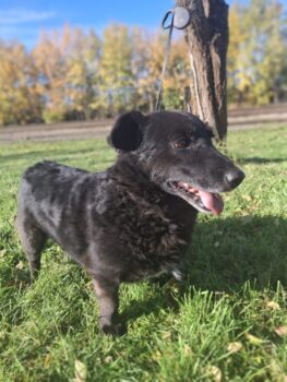 Mortas: Rüde • geb.ca. 2015-2017 • 41cm • 15.4kg