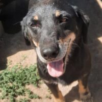 RA: Rüde, geboren 2016, Gewicht 13kg, Größe 40cm