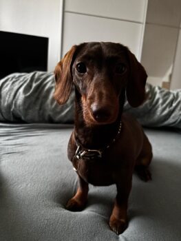 Erna sucht ein ruhiges, hundeerfahrenes Zuhause