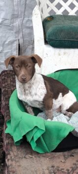 Ava sucht Ihr liebes Heim