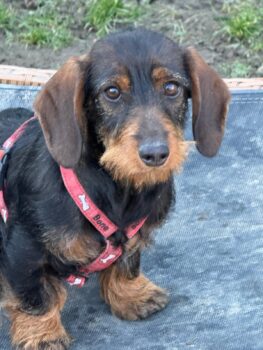 Ich heiße Süti ...