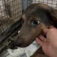 TRUFFLE - möchte die Tötung schnell verlasssen! Zu dünn und verunsichert!