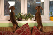 Two friends dachshund dogs portrait