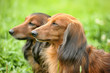 Two Dachshunds are played on the green grass in the summer garden