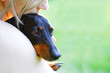 Portrait of black dachshund closeup in a woman's embrace