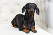 cute dog of the dachshund breed, black and tan, lies in a white armchair