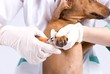 A Dachshund breed dog getting a manicure