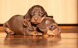 Lovely dachshund puppies under the sunlight